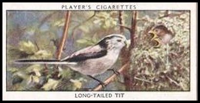 41 Long tailed Tit